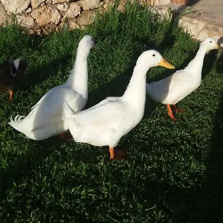 דירה Casa Vacanza Gloria פורטו צ'זראו
